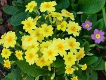 Примула фото та види, вирощування та догляд у домашніх умовах примула
