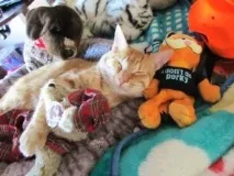 кучета краста