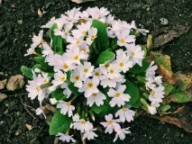 Примула фото та види, вирощування та догляд у домашніх умовах догляд