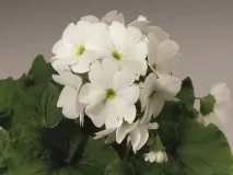 Примула фото та види, вирощування та догляд у домашніх умовах примула