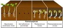 почвата сеитба