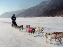 Подорожі на собачих упряжках, Світ Пригод собачих