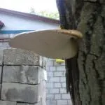 горіху