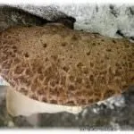 гриби