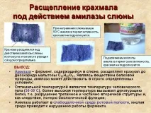 Розщеплення крохмалю під дією амілази слини розщеплення