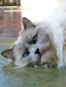 домашни ragdoll