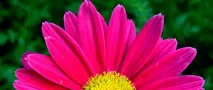отглеждане feverfew