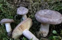гъбата серушка серушка
