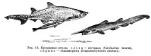 Акулите божества акулите scapanorhynchidae