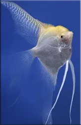 раци