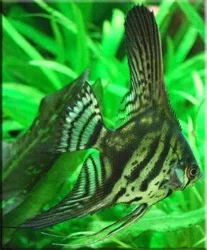 pterophyllum
