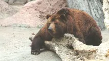 Сибірський ведмідь ведмідь