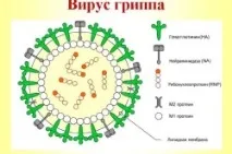 скільки