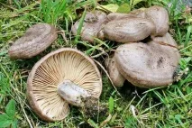 Сірка – гіркий грибок для засолювання гіркий