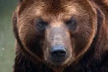 Сибірський ведмідь ведмідь
