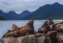 морските лъвове морските лъвове