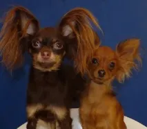 кученца играчки-териери