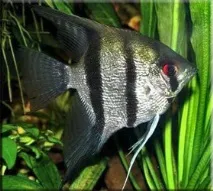pterophyllum раци