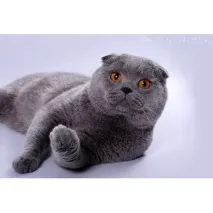 умни fold