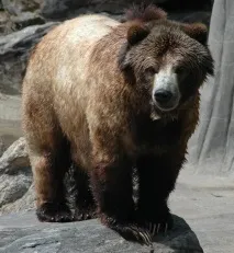 Сибірський ведмідь сибірський