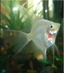 pterophyllum