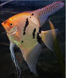 pterophyllum