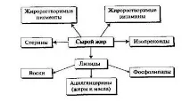 Склад, властивості та функції ліпідів в організмі організмі