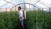 фітофтори