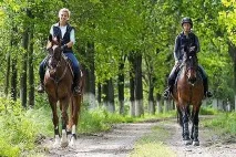 Утримання коней у домашніх умовах умовах