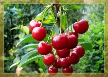 Утримання коней у домашніх умовах умовах