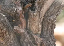 бухал бухал