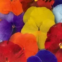pansies AELITA Москва
