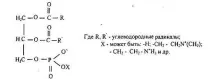 Склад, властивості та функції ліпідів в організмі кислот