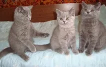 статии котки