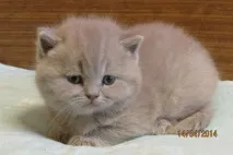 домашни любимци котки
