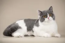 котки котки