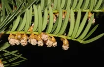 taxus