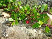 bearberry трева