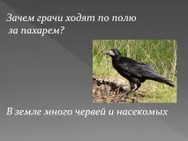 защо топовете