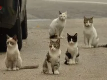 лежащите мазетата