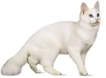 https vetsowet https vetsowet wp-content