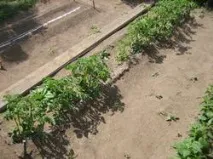 оплодени оплодени