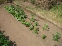Удобрили кабачки із соняшниками удобрили