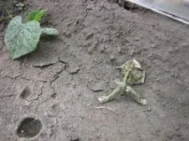 слънчогледи слънчогледи