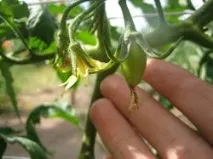 Удобрили кабачки із соняшниками кабачки