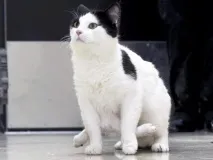шест котка