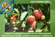 ягоди ремонтантни