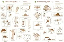 Захоплюючі «Находілки» в осінньому лісі. запису
