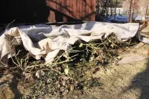 Догляд за трояндами навесні терміни зняття укриття, способи та технологія обрізки, особливості поливів, терміни