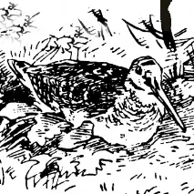 woodcocks насочващи